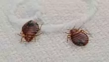 Bed bugs Control